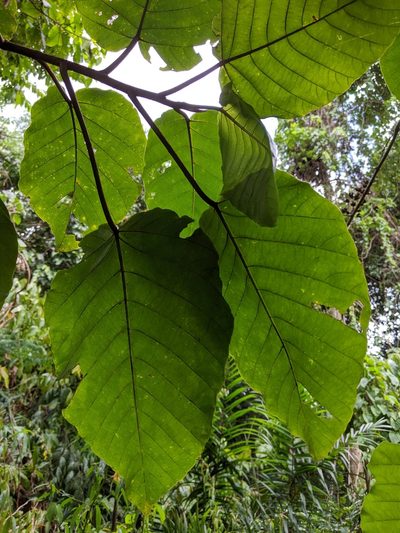 Poikilospermum suaveolens, photographed by Cheng-Te Hsu