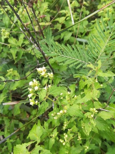 Calea ternifolia, photographed by Francisco Martínez González