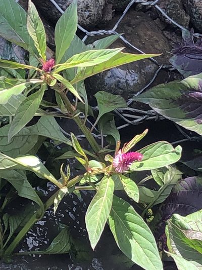 Celosia spicata, photographed by Jared Shorma