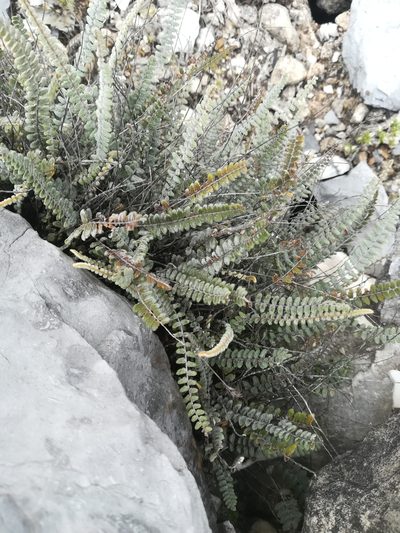 Astrolepis crassifolia, photographed by Francisco Martínez González