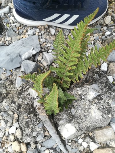 Notholaena aschenborniana, photographed by Francisco Martínez González