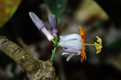 Passiflora cerradensis, photographed by Douglas