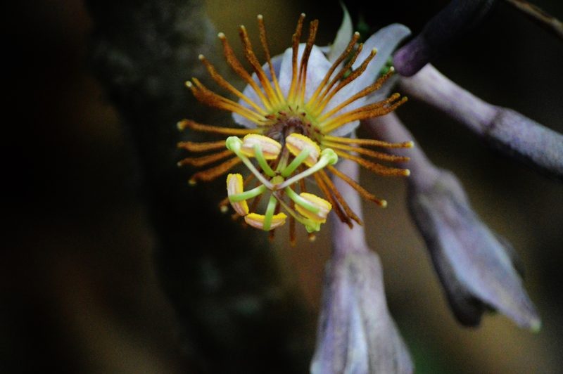 Passiflora cerradensis, photographed by Douglas