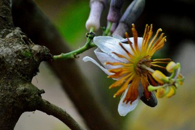 Passiflora cerradensis, photographed by Douglas