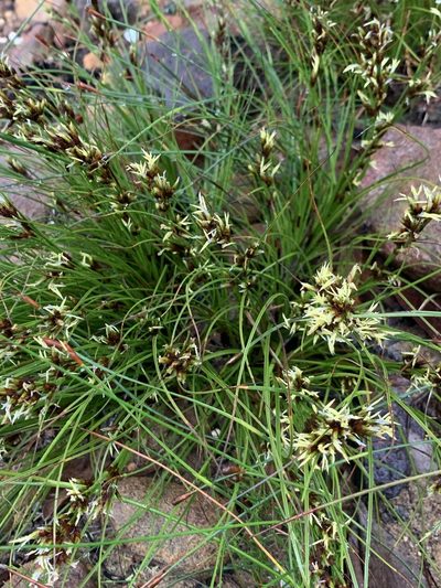 Tetraria microstachys, photographed by Matthew Fainman