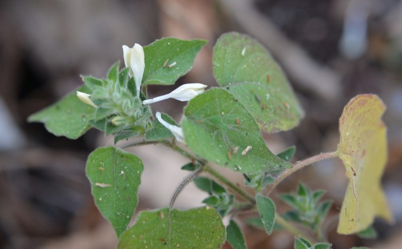 Tetramerium nemorum, photographed by Neptalí Ramírez Marcial