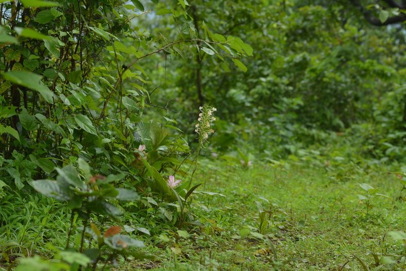 Habenaria commelinifolia, photographed by S.MORE