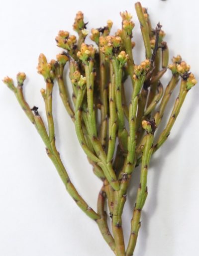 Thesium pseudovirgatum, photographed by Tony Rebelo