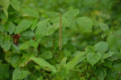 Peristylus plantagineus, photographed by S.MORE