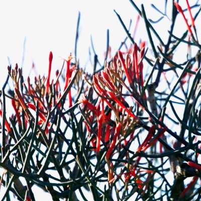 Psittacanthus sonorae, photographed by Bill Levine
