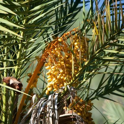 Phoenix dactylifera, photographed by Bill Levine