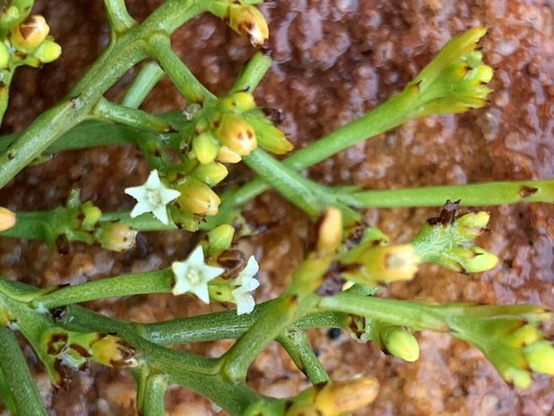 Thesium nudicaule, photographed by Matthew Fainman