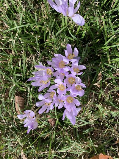 Crocus kotschyanus, photographed by Ashwin Srinivasan
