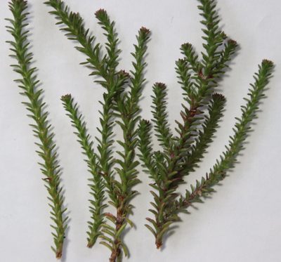 Roella recurvata, photographed by Tony Rebelo