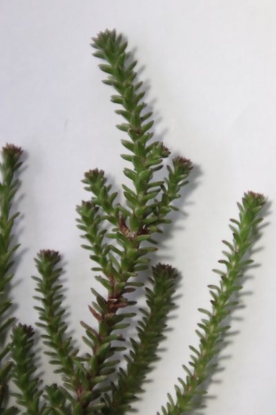 Roella recurvata, photographed by Tony Rebelo