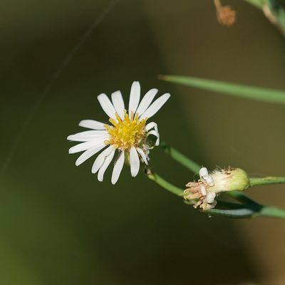 Chloracantha spinosissima, photographed by Bill Levine