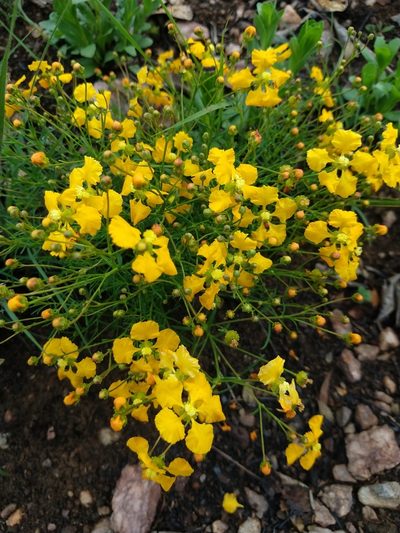 Camarea ericoides, photographed by Ronald Péret