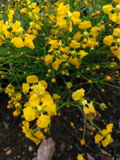 Camarea ericoides, photographed by Ronald Péret
