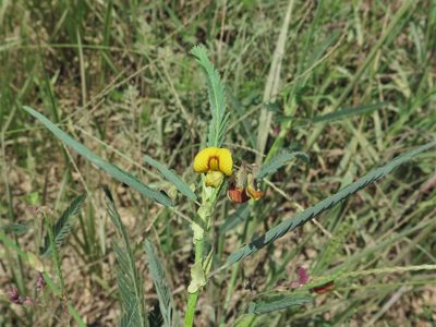 Aeschynomene rudis, photographed by jim_keesling