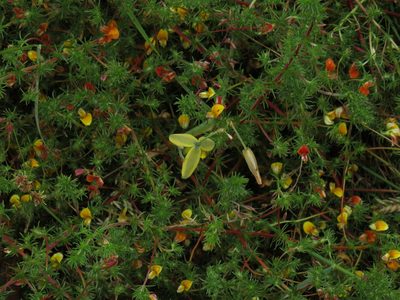 Albuca cooperi, photographed by Jeremy Gilmore