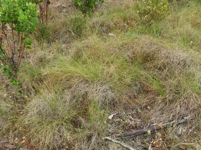 Tenaxia stricta, photographed by Jeremy Gilmore