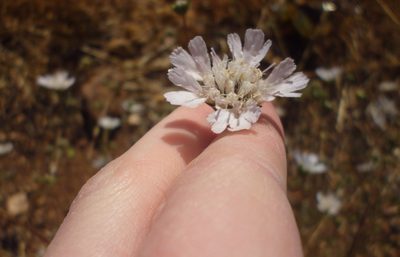 Knautia integrifolia, photographed by Even Dankowicz