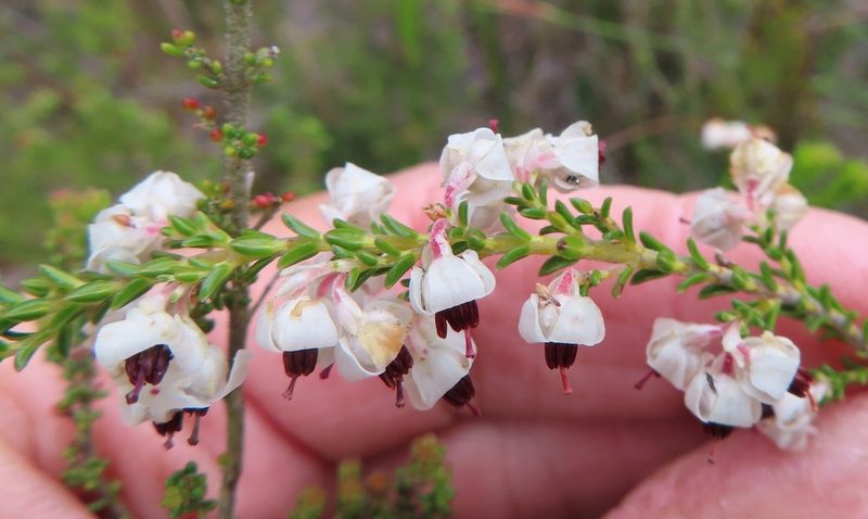 Erica viscidiflora, photographed by linkie