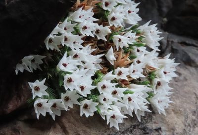 Erica galgebergensis, photographed by linkie