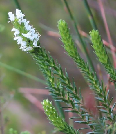Stilbe serrulata, photographed by linkie