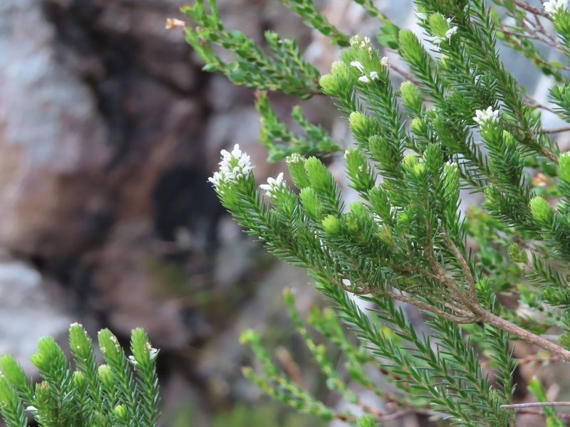Stilbe serrulata, photographed by linkie