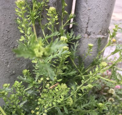 Lepidium bipinnatifidum, photographed by Andrew J. Crawford