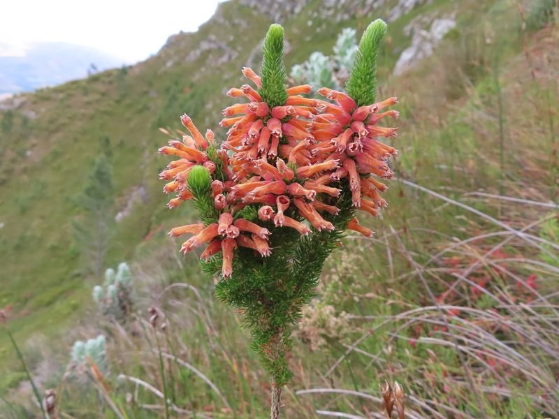 Erica xanthina, photographed by linkie