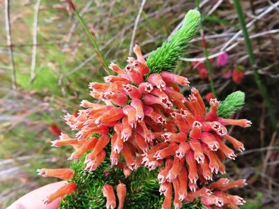 Erica xanthina, photographed by linkie
