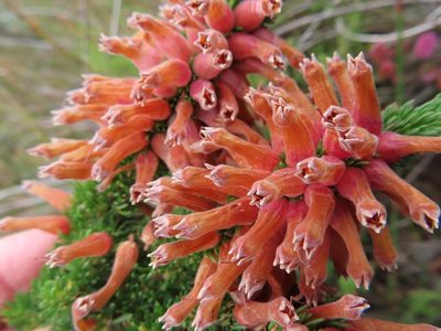 Erica xanthina, photographed by linkie