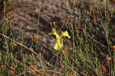Moraea cooperi, photographed by Tony Rebelo