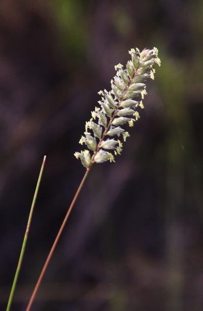 Tribolium brachystachyum, photographed by Tony Rebelo