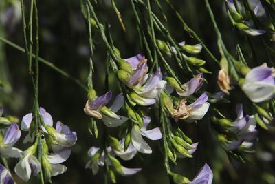 Psoralea fleta, photographed by Tony Rebelo