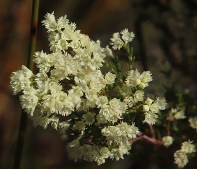 Erica leucanthera, photographed by Tony Rebelo