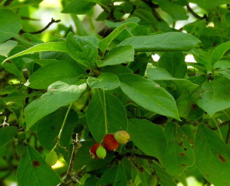 Guettarda elliptica, photographed by Francisco Farriols Sarabia