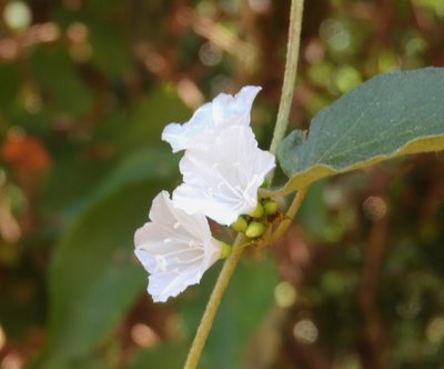Jacquemontia nodiflora, photographed by Francisco Farriols Sarabia