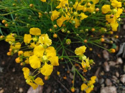 Camarea ericoides, photographed by Ronald Péret