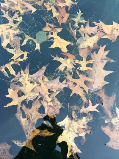 Potamogeton foliosus, photographed by Daniel Atha