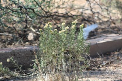 Isocoma tenuisecta, photographed by Eliseo D Moreno