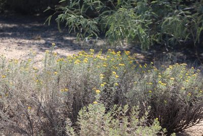 Isocoma tenuisecta, photographed by Eliseo D Moreno