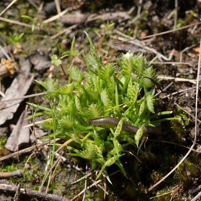 Aphelia pumilio, photographed by Kym Nicolson