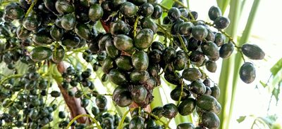 Livistona chinensis, photographed by Ong Jyh Seng