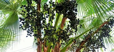 Livistona chinensis, photographed by Ong Jyh Seng