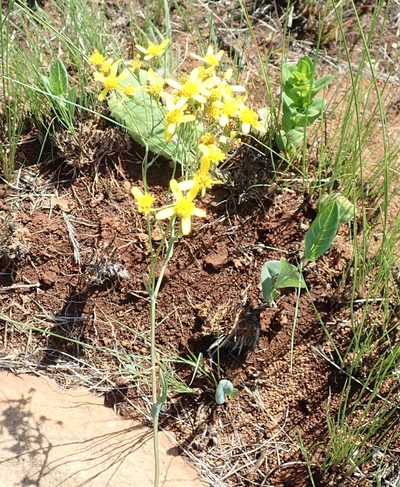Senecio glaberrimus, photographed by Peter Warren