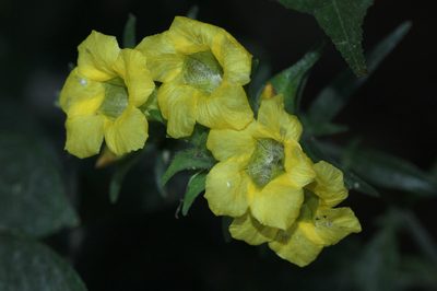 Strobilanthes crispa, photographed by Franz Anthony