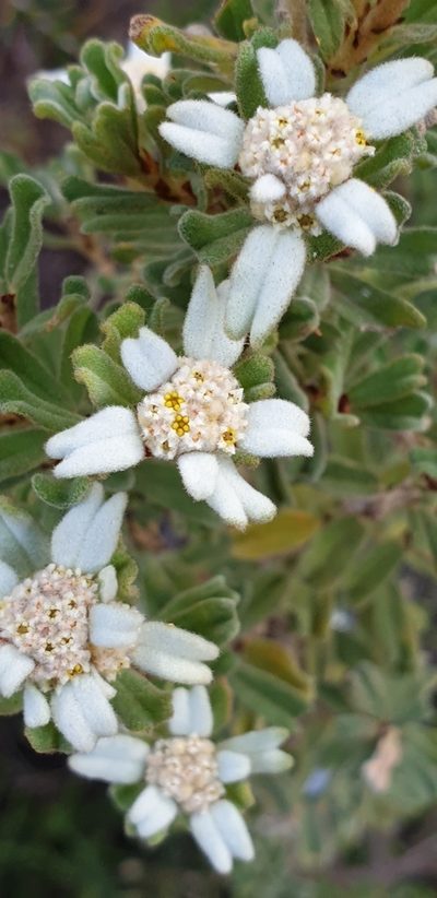 Spyridium halmaturinum, photographed by Andrew Thornhill